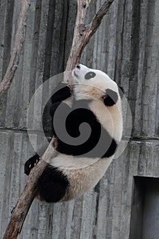 Giant panda bear (cub)