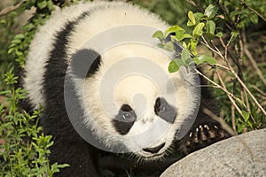 Giant Panda Bear Cub close-up approaching Rock