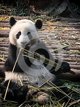 Giant panda bear eating bamboo