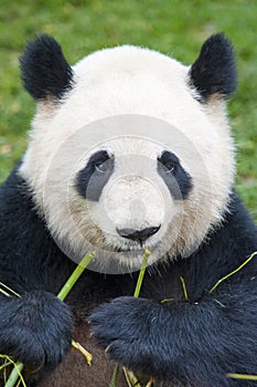 Giant panda bear eating bamboo