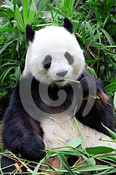 Giant panda bear eating bamboo