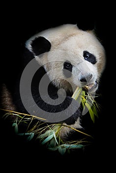 Giant panda bear eating bamboo on black background