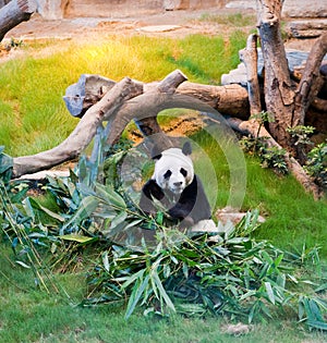 Giant Panda Bear Eating Leaves