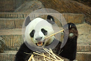 Giant panda bear enjoy eating bamboo