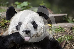 Giant Panda Bear Giving the Raspberry