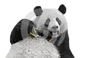 Giant panda bear isolated against white background