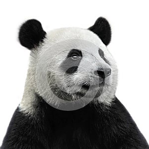 Giant panda bear isolated against white background