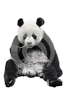 Giant panda bear isolated against white background