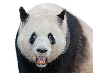 Giant panda bear isolated against white background