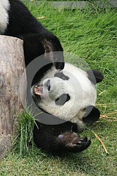 Giant panda bear lying