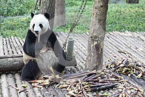 Giant Panda Bear