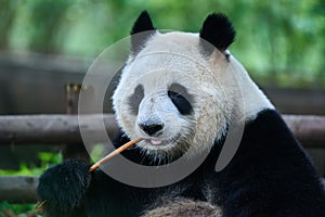 Giant panda bear Sichuan China