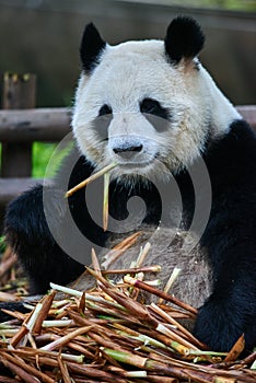 Giant panda bear Sichuan China