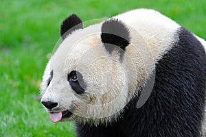 Giant panda bear sticking out tongue