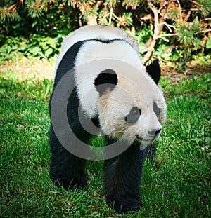 the giant panda bear is threatened with extinction. Breeding has succeeded at the Berlin Zoo