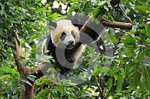 Giant panda bear in tree photo