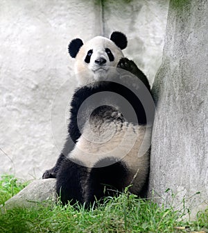 Giant panda bear waving hello