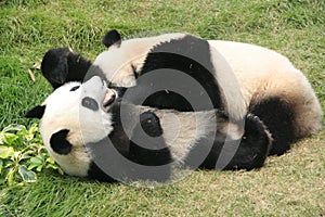 Giant panda bears rolling together