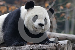 Giant Panda in Beijing, China