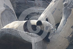 Giant Panda in Beijing, China