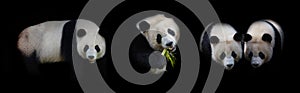 Giant panda on black - wallpaper