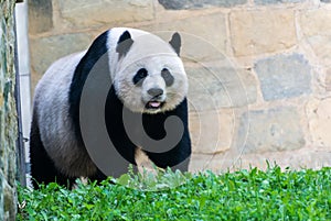 Giant panda called Mei Xiang at the National Zoo in Washington D.C