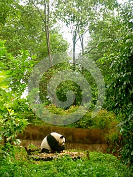 Giant Panda at the Chengdu Panda Base, Sichuan province, China