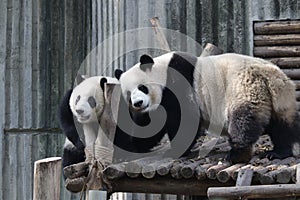 Giant Panda in Chengdu, China