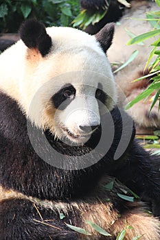 Giant panda, Chengdu, China