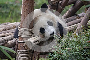 Giant Panda - Chengdu Panda Research Base - China