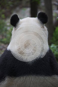 A Giant Panda at Chengdu Research Base of Giant Panda Breeding