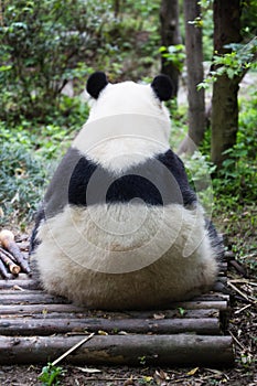 A Giant Panda at Chengdu Research Base of Giant Panda Breeding