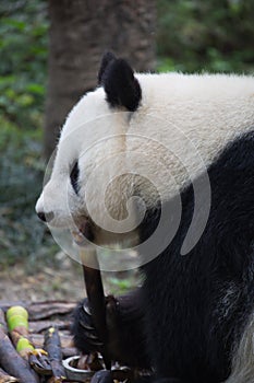 A Giant Panda at Chengdu Research Base of Giant Panda Breeding