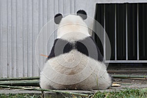 Giant Panda in China