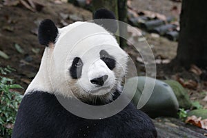 Giant Panda in China