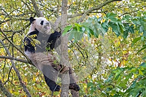 A giant panda climbing in a tree