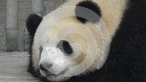 Giant panda close up