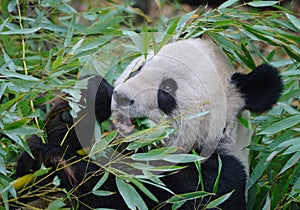 Giant panda close up portrait