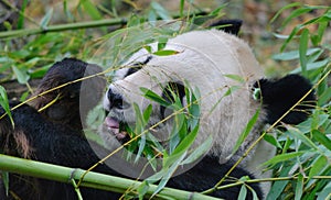 Giant panda close up portrait