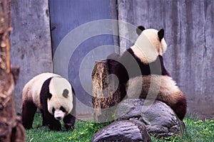 Giant panda couple