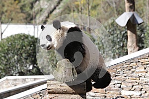 Giant Panda Cub