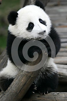 Giant Panda Cub