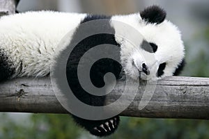 Giant Panda Cub photo