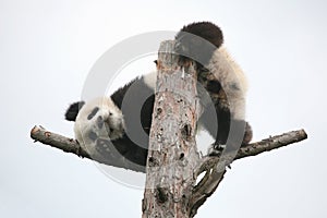 Giant panda cub