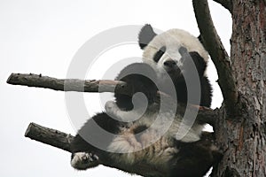 Giant panda cub