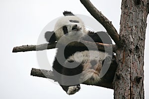 Giant panda cub