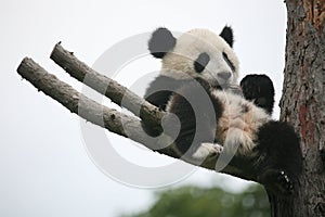 Giant panda cub