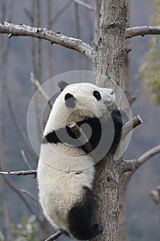 Giant Panda Cub in China