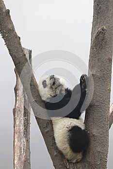Giant Panda Cub in China