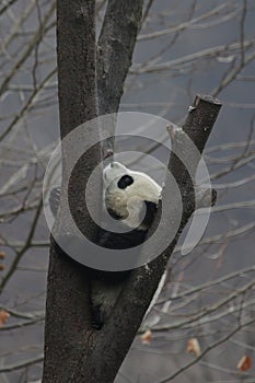 Giant Panda Cub in China